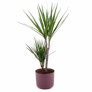 Dracena v plastovom obale