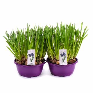 Duo Muscari v plastovom obale