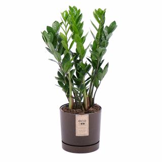 Zamioculcas v plastovom obale