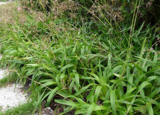 Chlpaňa lesná (Luzula sylvatica)