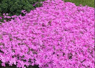 Flox šidlolistý (Phlox subulata) ´MAC DANIEL´S CUSHION´