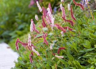 Hadovník ružový (Persicaria affinis) ´SUPERBA´