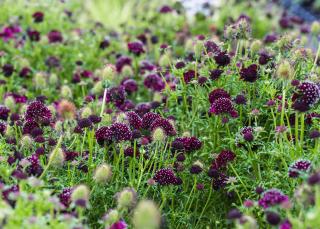 Hlaváč (Scabiosa) ´BAROCCA´