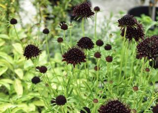 Hlaváč tmavonachový (Scabiosa atropurpurea) ´CHILE BLACK´