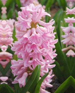 Hyacint Pink Surprise