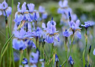 Kosatec sibírsky (Iris sibirica) PERRY´S BLUE