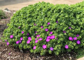 Pakost krvavý (Geranium sanguineum) ´MAX FREI´