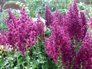 Šalvia hájna (Salvia nemorosa) ´SCHWELLENBURG´