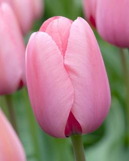 Tulipán darwin hybrid Pink Impression