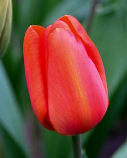 Tulipán darwin hybrid Red Impression