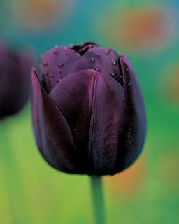 Tulipán jednoduchý neskorý Queen of Night