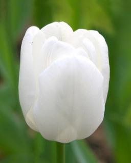 Tulipán triumph Royal Virgin