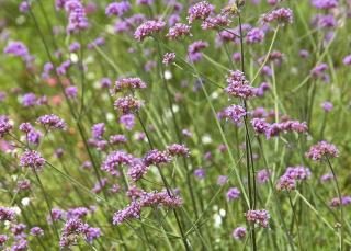 Železník argentínsky (Verbena bonariensis)