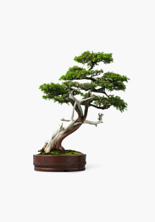 Pokojová bonsai - Jalovec