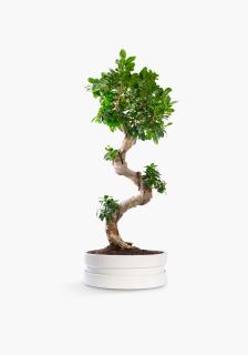 Pokojová bonsai - Ženšen