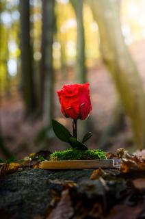 Stabilizovaná ruža Červená