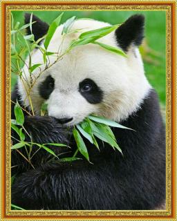 Diamantové maľovanie - Panda  Vrátane predtlačeného ozdobného rámu