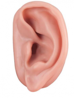 Akupunktúra ucha, ľavého (Anatomické modely)