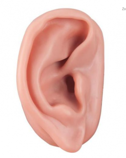 Akupunktúra ucha, pravého (Anatomické modely)