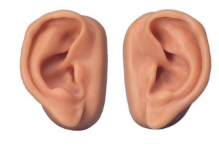 Akupunktúrne uši, sada pre 10 študentov (Anatomické modely)