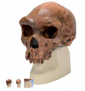 Anthropological Skull Model - Broken Hill or Kabwe (Anatomické modely)