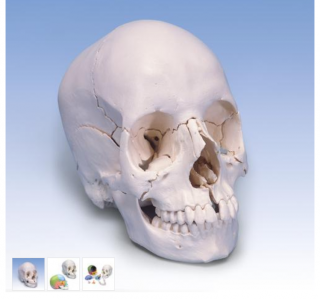 Beauchene Adult Human Skull Model - Bone Colored Version, 22 part (Anatomické modely)