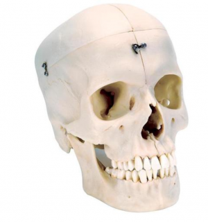 BONElike™ Human Bony Skull Model, 6 part (Anatomické modely)