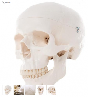 Classic Human Skull Model, 3 part (Anatomické modely)