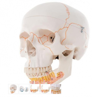 Classic Human Skull Model, with Opened Lower Jaw, 3 part (Anatomické modely)