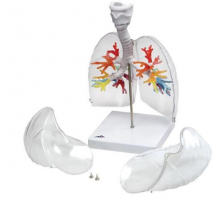 CT bronchiálny strom s hrtanom a priehľadnými pľúcami (Anatomické modely)