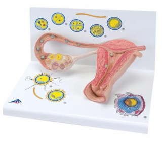 Etapy oplodnenia a embryo 2-krát životná veľkosť (Anatomické modely)
