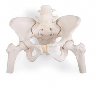 Flexibilná ženská panva s hlavami stehennej kosti (Anatomické modely)