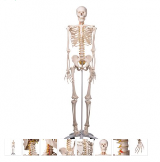 Flexible Skeleton Model - Fred (Anatomické modely)