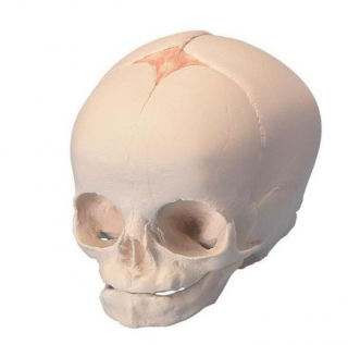 Foetal Skull Model, natural cast, 30th week of pregnancy (Anatomické modely)