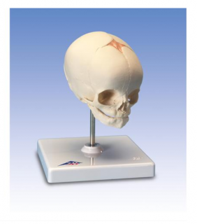 Foetal Skull Model, natural cast, 30th week of pregnancy, on stand (Anatomické modely)