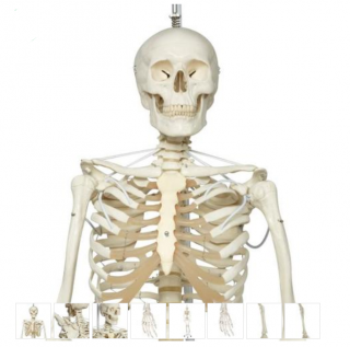 Functional Physiological Skeleton Model - Frank - Hanging Stand (Anatomické modely)