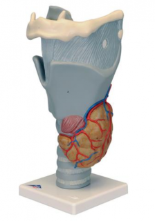 Funkčný hrtanový model, 2,5-krát životná veľkosť (Anatomické modely)