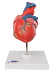 Klasické srdce, 2 časti (Anatomické modely)
