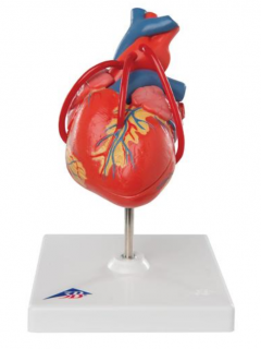 Klasické srdce s obtokom, 2 časti (Anatomické modely)