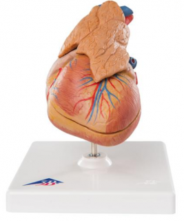 Klasické srdce s týmusom, 3 časti (Anatomické modely)