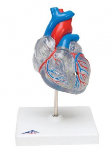 Klasické srdce s vodivým systémom, 2 časti (Anatomické modely)