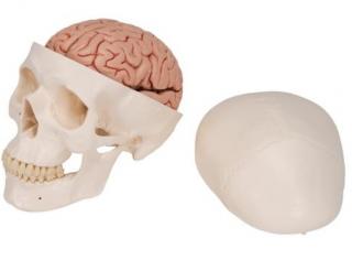 Klasický model ľudskej lebky s mozgom, 8 častí (Anatomické modely)