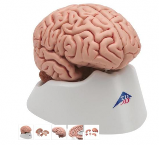 Klasický mozog, 5 častí (Anatomické modely)