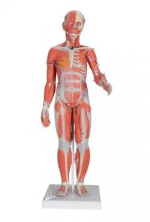 Kompletná postava so svalmi a vnútornými orgánmi, dvojaké pohlavie, 33 častí (Anatomické modely)