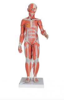 Kompletná ženská postava so svalmi, 21 častí (Anatomické modely)