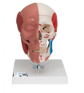 Ľudská lebka s tvárovými svalmi  (Anatomické modely)