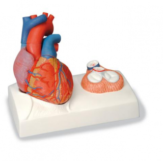 Magnetický model srdca, životná veľkosť, 5 častí (Anatomické modely)