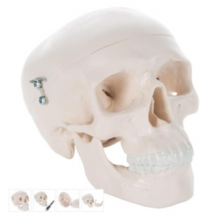 Mini Human Skull Model, 3 part - skullcap, base of skull, mandible (Anatomické modely)