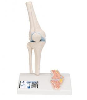 Mini model ľudského kolenného kĺbu s prierezom (Anatomické modely)