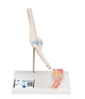 Mini model ľudského lakťového kĺbu s prierezom (Anatomické modely)